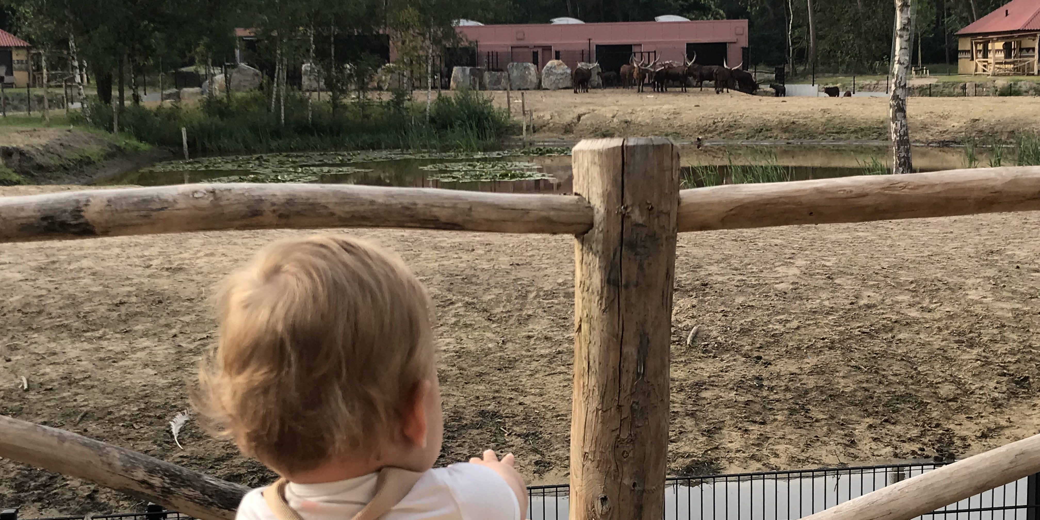 safari resort, beekse bergen